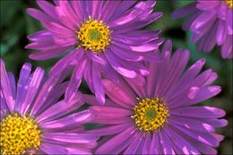 Image of alpine aster