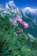 Image of alpine aster