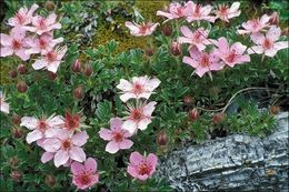 Image de Potentilla nitida L.