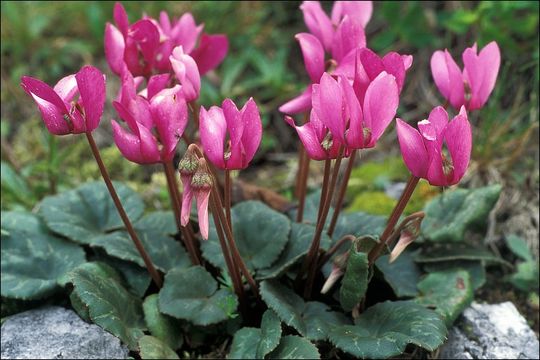 Image of cyclamen