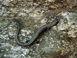 Image of San Gabriel Slender Salamander