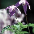 Plancia ëd Clematis alpina (L.) Miller