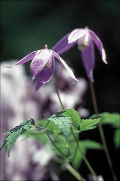 صورة Clematis alpina (L.) Miller