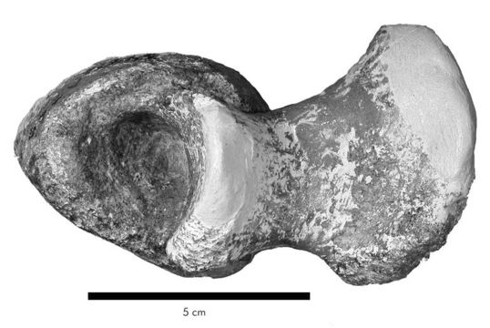 Sivun Postosuchus kuva