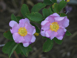 Sivun Rosa woodsii var. ultramontana (S. Wats.) Jeps. kuva