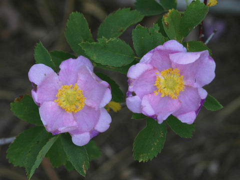 Image de Rosa woodsii var. ultramontana (S. Wats.) Jeps.