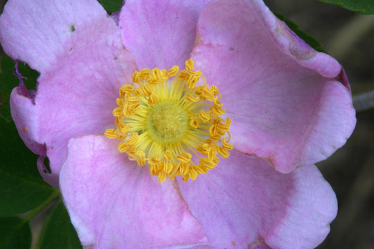 Sivun Rosa woodsii var. ultramontana (S. Wats.) Jeps. kuva