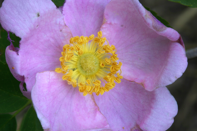 صورة Rosa woodsii var. ultramontana (S. Wats.) Jeps.