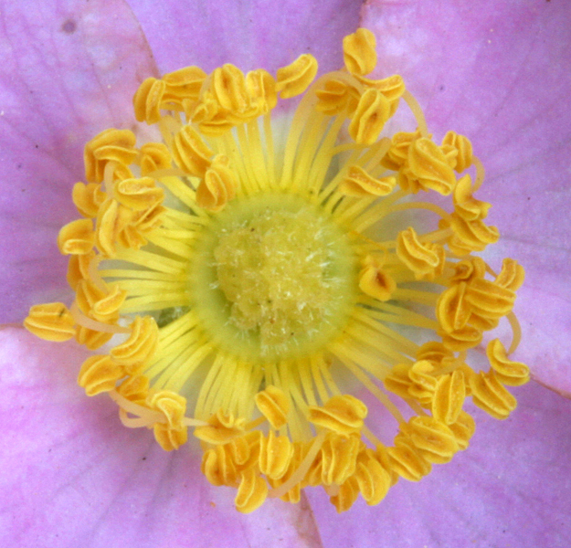 Image of Woods' rose