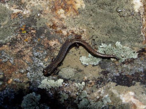 Image of Fairview Slender Salamander