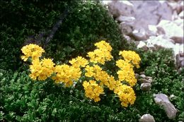 Image of Alyssum ovirense A. Kern.