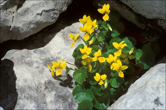 Image of arctic yellow violet