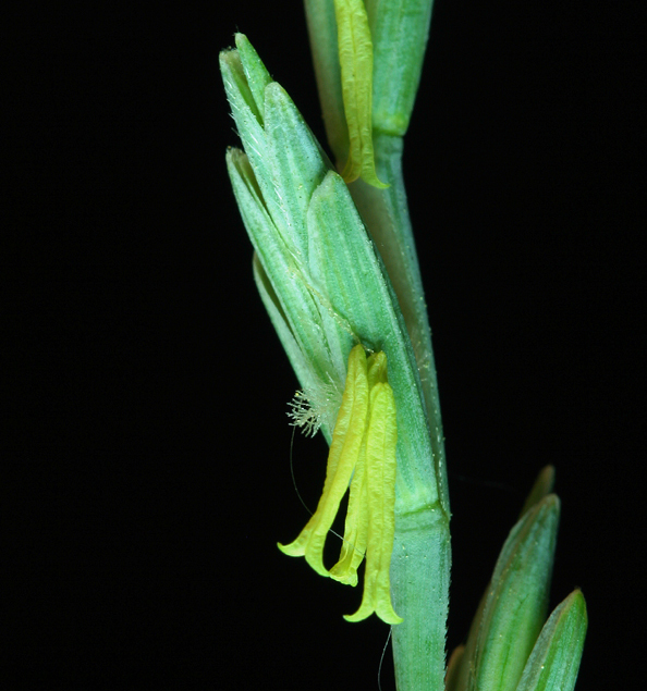 Image of <i>Elymus hispidus</i>
