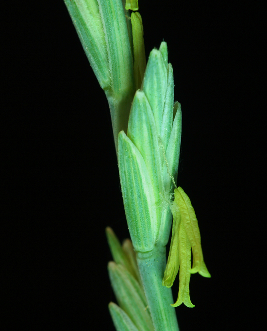 Image of <i>Elymus hispidus</i>