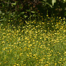 Image of western buttercup