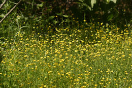 Imagem de Ranunculus occidentalis Nutt.