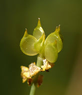 Imagem de Ranunculus occidentalis Nutt.