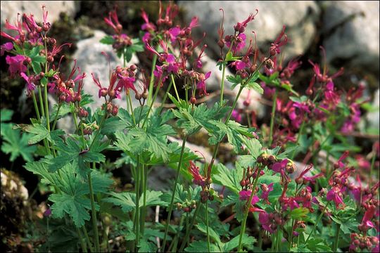 Image of Rock Crane's-bill