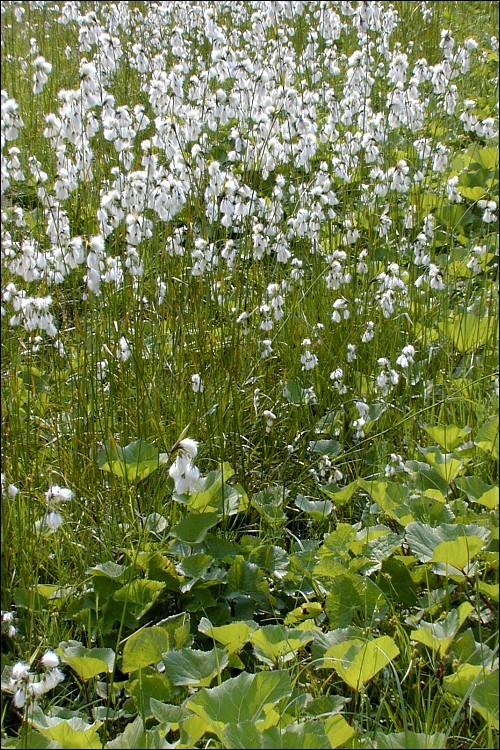 Image of common cottongrass