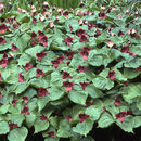 Imagem de Trillium erectum L.