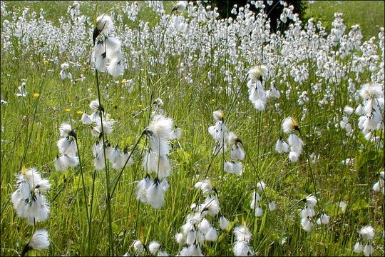 Image of common cottongrass