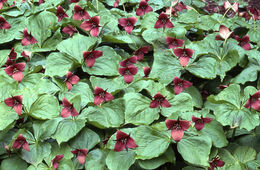 Imagem de Trillium erectum L.