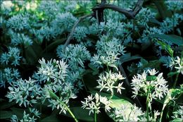 Image of Ramsons