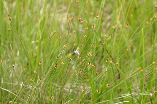 Carex capitata Sol. resmi