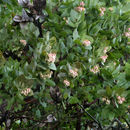 Plancia ëd Arctostaphylos pallida Eastw.