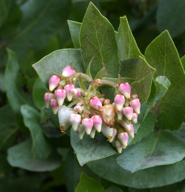 Image of Alameda manzanita