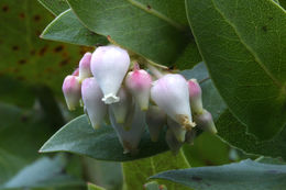 Image of Alameda manzanita