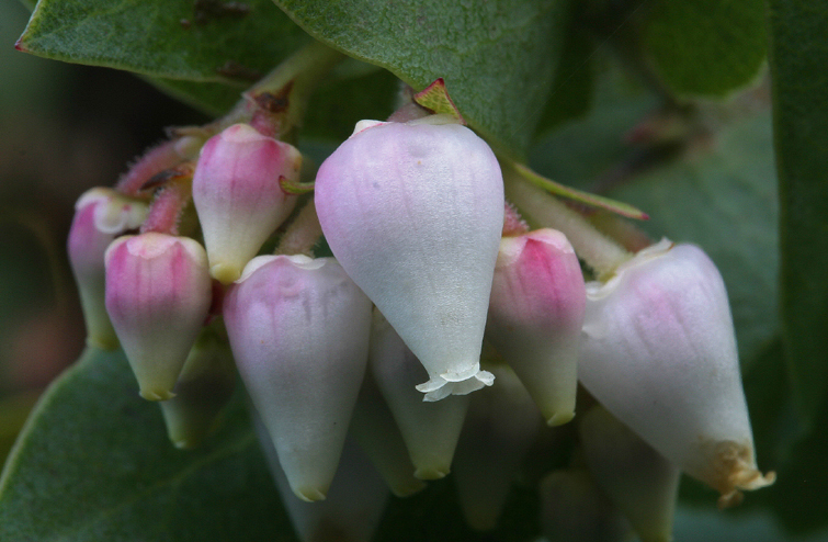 Image of Alameda manzanita