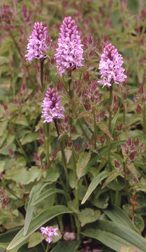 Image of Common spotted orchid