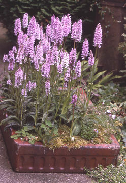 Image of Common spotted orchid