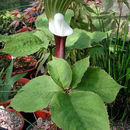 Image of Japanese cobra lily