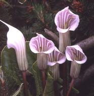 Image of Arisaema candidissimum W. W. Sm.