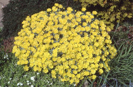 Image of Euryops acraeus M. D. Henderson