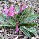 Image of Dog tooth lily