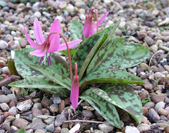 Image of Dog tooth lily