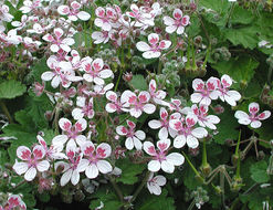 Imagem de Erodium trifolium (Cav.) Cav.