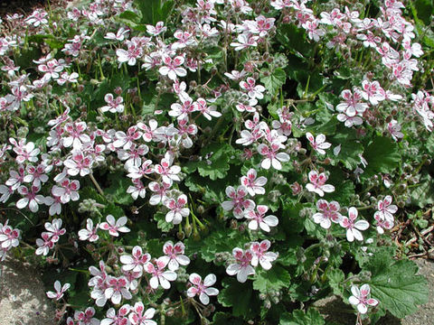 Imagem de Erodium trifolium (Cav.) Cav.