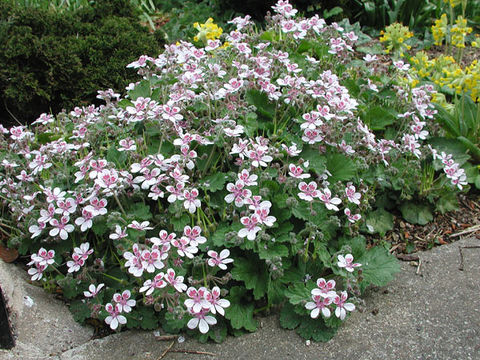 Imagem de Erodium trifolium (Cav.) Cav.