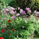 صورة Dodecatheon pulchellum (Raf.) Merr.