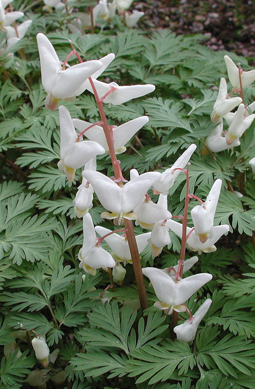 Image of dutchman's breeches