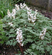 Image of dutchman's breeches