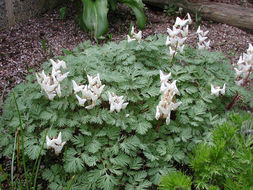 Image of dutchman's breeches