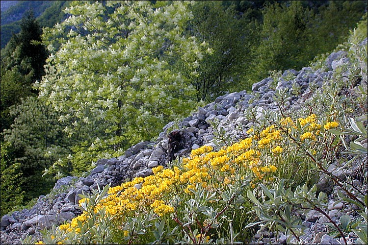 Imagem de Hippocrepis comosa L.