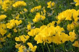 Image of Horseshoe-vetch