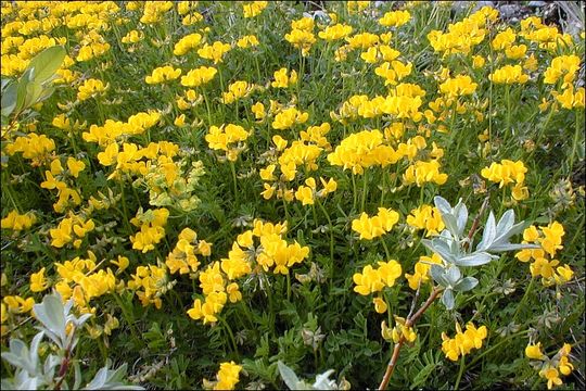 Image of Horseshoe-vetch