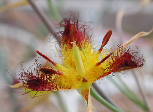 Image of San Luis mariposa lily